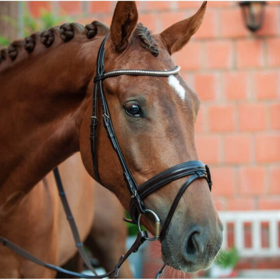 Colombo Schockemöhle